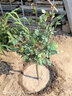 嫁接樹樁月季花樹苗棒棒糖型國(guó)月帶花苞樹狀花卉月季樹苗特大花 新品變色龍（多色美 重復(fù)開） 2公分粗度【花期帶花發(fā)貨】 曬單實(shí)拍圖