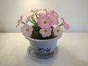 玖枝苑 批發(fā)優(yōu)質(zhì)塑料花盆 白色圓形簡(jiǎn)約花盆 陽(yáng)臺種花種菜多肉育苗盆含托盤(pán) 210型-口徑18.5厘米 加托盤(pán) 曬單實(shí)拍圖