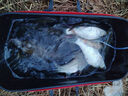 鴨飼料顆粒釣魚羅非鯽魚鯉魚草鯪魚野釣窩料打窩大顆粒飼料餌料鯉 腥香鴨飼料顆?！?0斤】 曬單實(shí)拍圖