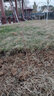 秋穎紅豆衫苗南方曼地亞紅豆杉盆景植物室內(nèi)除味盆栽紅豆杉樹凈化空 公母20-30厘米不帶果不帶盆 曬單實(shí)拍圖
