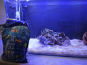 鵬運(yùn)海水珊瑚鹽海水晶海洋寵物養(yǎng)殖用鹽魚缸海鮮鹽海水素人造海 天然色1000克兌水30升還原海水 曬單實(shí)拍圖