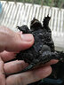御聚源原種純佛爆刺鱷龜佛龜苗寵物龜小鱷佛羅里達擬鱷小鱷兇猛水龜觀(guān)賞 WB(5-6厘) 一只 曬單實(shí)拍圖
