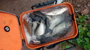 創(chuàng)威創(chuàng)威凌天2代小大綜合二代創(chuàng)釣魚竿維超輕硬碳素鯉魚竿鯽手桿臺(tái)釣 5.4m 凌天二代大綜合+竿稍 曬單實(shí)拍圖
