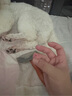 PetiyBeauty寶麗寵物木柄針梳貓狗梳毛開結祛浮毛寵物梳子 短毛犬貓用-帶圓頭鋼針梳M號 曬單實拍圖