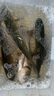 熊火釣魚打蝦器專用手動攪拌機手拉式打蝦拉魚餌攪拌機蚯蚓粉碎餌料機 手動餌料打蝦器500mL 升級款 曬單實拍圖