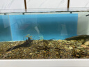 艾諾芬 魚池殺菌燈戶外潛水式紫外線消毒燈除藻燈凈水滅菌燈 30W雙管（長46cm）適用10噸水 曬單實拍圖