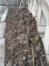 曼杉園（manshanyuan） 茶梅盆栽 樹(shù)苗茶枚盆栽樹(shù)花園花鏡庭院室內陽(yáng)臺耐寒年宵花卉盆景 3年茶梅 不含盆 曬單實(shí)拍圖