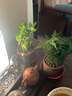紫砂盆景發(fā)財樹(shù)文竹綠蘿富貴竹盆栽幸福樹(shù)植物客廳辦公室內綠植 富貴竹 帶盆栽好 曬單實(shí)拍圖