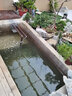 統一寶多福 錦鯉飼料魚(yú)食魚(yú)糧專(zhuān)業(yè)魚(yú)池漁場(chǎng)飼料10kg/20kg主食育成色揚 寶多福：10kg 育成 S 小顆?！?適合體長(cháng)10-25cm錦鯉 】 曬單實(shí)拍圖