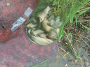 天元鄧剛武漢天元鄧剛天元鯽腥香版魚(yú)餌配方小惠鋼彈2二號#野釣腥香拉餌 天元鯽+鋼彈2號【各2包】 曬單實(shí)拍圖