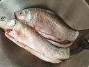 品鮮肴淡水魚(yú)土鯽魚(yú)鮮活魚(yú)現殺漁民野外自然捕獲生鮮水產(chǎn)湖鮮凈膛去內臟 鮮活宰殺4-6條 800g（三去凈重） 曬單實(shí)拍圖