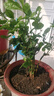 廣西橫縣茉莉苗五年苗老樁大苗批發(fā)花卉盆栽重瓣茉莉花濃香型直發(fā) 5年苗3棵 花期5-10月 曬單實(shí)拍圖