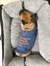 DADAGOU法斗衣服斗牛犬背心春夏裝胖狗狗沙皮巴哥狗衣服棉布背心夏季薄款 橘紅色 FB-背長(cháng)35胸圍58 曬單實(shí)拍圖