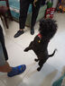 DidogPet狗狗項圈定制狗牌頸圈寵物脖圈脖套中小犬型加寬狗脖套反光狗項圈 紅色反光加寬項圈【刻字防丟】 S 建議脖圍30-38cm 約12-30斤 曬單實(shí)拍圖
