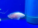 寵也魚缸過(guò)濾材料細(xì)菌屋大號(hào)水族箱周轉(zhuǎn)箱過(guò)濾箱濾材硝化細(xì)菌屋 大號(hào)奈米多邊10根【破損包賠】 曬單實(shí)拍圖