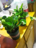 中夢(mèng)碧玉盆栽室內綠植盆景豆瓣綠客廳桌面綠植常青 兩盆碧玉（加侖盆） 曬單實(shí)拍圖