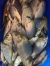 達摩 浮漂KC空心軟尾鯽魚漂4片孔雀羽毛8目軟尾輕口滑口魚釣魚浮標 KN03（9目軟尾） 2號 曬單實拍圖