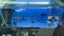 大禹德邦 魚(yú)缸凈水劑 除臭劑 澄清水質(zhì)劑 水族箱凈水寶 凈水液 水質(zhì)清澈劑 凈水除臭劑 700ml 曬單實(shí)拍圖
