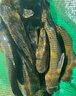 HF塘角魚(yú)黃骨魚(yú)專(zhuān)用腥香餌料野釣黑坑黃辣丁窩料釣塘鲺魚(yú)鯰魚(yú)昂刺魚(yú) 三瓶 曬單實(shí)拍圖