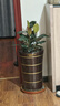 鹿凌青橡皮樹(shù)大型盆栽室內花卉植物黑金剛樹(shù)苗小橡皮樹(shù)苗凈化空氣不含盆 黑金剛40-50cm 3棵 曬單實(shí)拍圖