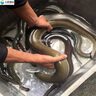 鹿凌青【淡水魚】鮮活河鰻 白鰻魚現(xiàn)捕現(xiàn)發(fā) 冰鮮海鰻魚 河鰻包活（2.5-2.6斤/條）1條 曬單實拍圖