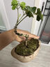 臨雅錢(qián)多多造型盆景福祿桐花卉盆栽易活四季桌面綠植室內辦公室吸甲醛 錢(qián)多多-巖石盆-密胺托盤(pán)-無(wú)相僧 曬單實(shí)拍圖
