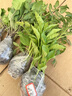 獅灣蔬菜苗大全菜苗種苗各種秧苗辣椒苗番茄苗甜瓜苦瓜苗子陽(yáng)臺種植 黃秋葵苗【5顆】 曬單實(shí)拍圖