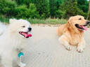 哇米博美犬專用玩具套裝耐咬發(fā)聲球?qū)櫸锕纺パ劳婢咝⌒腿兹扇鈵?博美犬玩具【六件套】 曬單實(shí)拍圖