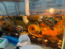 森森（SUNSUN）超白玻璃魚(yú)缸桌面客廳生態(tài)斗魚(yú)金魚(yú)烏龜缸造景懶人養(yǎng)魚(yú)水草缸 超白裸缸500x270x300mm【帶18件套】 曬單實(shí)拍圖