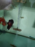 邊勝魚缸隔離板透明亞克力隔離網(wǎng)分離板孔雀魚孵化盒水族箱隔離板 【高透明】寬48x高60x厚2mm+卡位吸盤 曬單實拍圖