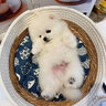 冠聰博美犬活體茶杯犬哈多利系俊介小型犬長不大的博美犬可愛純白色狗 混血 隨機(jī)發(fā)貨 公 曬單實(shí)拍圖