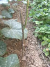 藍(lán)馨花苑嫁接柚子樹(shù)苗南方北方種植盆栽地栽陽(yáng)臺(tái)庭院果樹(shù)苗柚子苗當(dāng)年結(jié)果 玉環(huán)文旦柚 4年苗 當(dāng)年結(jié)果 曬單實(shí)拍圖