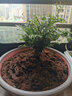 小葉紫檀盆景樹(shù)苗紫檀樹(shù)樁室內陽(yáng)臺盆栽花卉小葉紫檀苗 黑骨檀綠植耐寒植物帶盆帶土發(fā)貨 高15-20厘米一盆5-8顆 曬單實(shí)拍圖