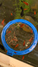 BESSN熱帶魚魚食紅蟲干孔雀魚豐年蝦金魚觀賞魚小型魚斗魚飼料冰凍魚糧 【1000毫升桶】母蟲 +80g蝦肉粉+喂食圈 1 曬單實(shí)拍圖