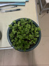 鳳鳴雅世  櫻桃蘿卜種子四季播蔬菜種孑陽盆栽蔬菜種籽迷你水果蘿卜種籽 進口紅星小蘿卜種子10克 曬單實拍圖
