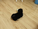 爱丽思（IRIS）狗厕所 防撕咬平板敞开式带网格宠物用品TFT65011 灰色 实拍图