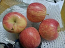 裕農叔【JD速發(fā)】南非冰糖小蘋(píng)果進(jìn)口gala果加力果姬娜牛頓孕婦水果 4枚裝（進(jìn)口優(yōu)果） 商超A+級精品果100-120g 曬單實(shí)拍圖