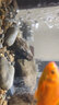 魚缸氧氣管固定吸盤 魚缸吸盤卡扣用水族箱氣管強(qiáng)力吸盤水管電線固定吸盤固定夾循環(huán)泵固吸盤進(jìn)出水管固定 20個(gè) 開口6毫米吸盤 曬單實(shí)拍圖
