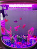 閩江（minjiang）半圓形魚(yú)缸水族箱圓柱型金魚(yú)缸客廳生態(tài)造景免換水錦鯉烏龜缸 純白色+禮包+升級過(guò)濾 BY460（魚(yú)缸+儲物柜子） 曬單實(shí)拍圖