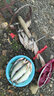 狼王進口鎢鋼鬼牙伊勢尼魚鉤散裝鯽魚鯉魚草魚青魚魚鉤大物專用魚勾 鎢鋼鬼牙伊勢尼100枚-黑金 5號 曬單實拍圖