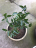 葉之靜檸檬樹(shù)苗 陽(yáng)臺 庭院植物 南方北方種植 果樹(shù)苗 當年顆結果 黃皮紅心 六年壯苗當年結果 曬單實(shí)拍圖