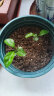 德沃多肥料植物营养土通用15L送1L养花种菜有机土壤绿植盆栽种植土椰糠泥炭 实拍图