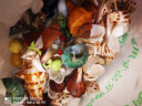 阿拖（ATUO）鱼缸造景装饰海螺贝壳仿真海星小型水族箱海底贝壳套装 实拍图