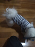 小凍狗狗夏季衣服薄款透氣短袖休閑可愛風(fēng)小型犬衣服寵物防掉毛春夏裝 邦迪藍條紋 XS （建議1-3斤） 曬單實拍圖