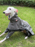 ISPET大型犬狗狗雨衣全包四腳可拆分式雨披耐用舒適防水brotherdog系列 卡其色 XS 曬單實拍圖