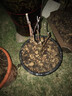 旺之春海棠花盆栽樹(shù)苗盆景重瓣老樁庭院綠植物室內(nèi)花卉四季開(kāi)花好養(yǎng) 17 雙花復(fù)色 八年老樁【四季循環(huán)開(kāi)花】帶土帶葉發(fā) 不含盆 曬單實(shí)拍圖