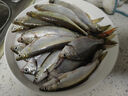 久巖 孔雀羽魚漂高靈敏抗流水浮漂加粗醒目黑坑浮漂輕口鯽魚漂 Y02 野釣鯽魚漂(鉛1.5-1.9g) 3號 曬單實拍圖