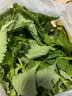 辰實(shí)四川新鮮藿香葉【順豐】魚香葉木香子香菜小茴香 1斤 曬單實(shí)拍圖