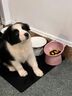 寵戀滋邊牧狗狗專(zhuān)用沐浴露邊境牧羊犬香波浴液除臭留香柔順寵物洗澡用品 邊牧犬專(zhuān)用香波贈洗澡刷 曬單實(shí)拍圖