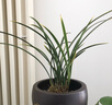 劉閣蘭花黃金鶴藝 鐵骨錦旗 夏帶濃香花苞室內綠植蘭草花卉盆栽蘭花苗 5苗連體裸根 曬單實(shí)拍圖
